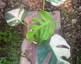 Echte Bild Monstera Jungle Mint Reifen, seltene bunte Aroid tropisch Zimmerpflanze