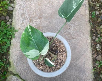 Echtes Bild Monstera Jungle Mint 3 Blätter, seltene bunte Aroid Aroid tropisch Zimmerpflanze