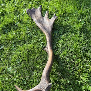 May include: A single brown fallow deer antler featuring a wide, flattened palmated section at the top with several distinct points extending from the edge and a curved main beam that tapers down to a textured base with a single lower brow tine.