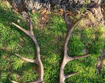 Rothirsch Abwurfstange kaufen / Geweih / Hirschhorn/ Hirschgeweih / antler