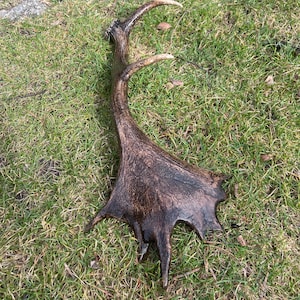 Comprar astas de gamo / astas de ciervo desprendidas / astas de gamo / decoración rara / decoración vintage