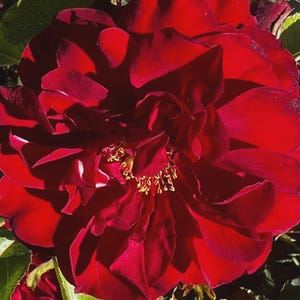 May include: A close-up of a vibrant red rose in full bloom. The petals are a deep, rich red with a velvety texture, and the centre reveals golden stamens. Green leaves provide a contrasting backdrop, highlighting the rose's beauty.
