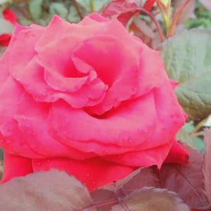 May include: A vibrant red rose in full bloom with delicate, overlapping petals. The flower features subtle water droplets on its surface, surrounded by deep green and reddish-tinted leaves that frame the central blossom in this garden setting.