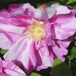 May include: A close-up shot of a rose with pink and white striped petals. The flower has a bright yellow centre and is surrounded by green leaves. The image captures the intricate details of the rose.