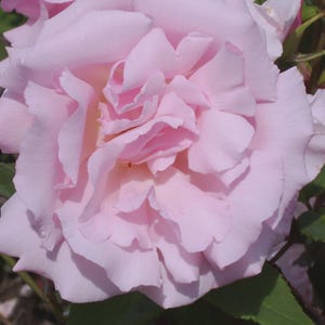 May include: A close-up of a fully bloomed, pale pink rose. The petals are layered and ruffled, with a soft, velvety texture. Green leaves are visible in the background, providing contrast to the delicate flower. The rose is in full bloom, showcasing its intricate details.