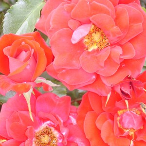 May include: A close-up shot of several red roses, showcasing their different stages of bloom. The petals range in colour from deep red to a lighter, almost orange shade. The flower centres reveal yellow stamens, set against a backdrop of green leaves.