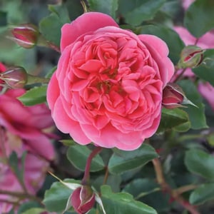 May include: A vibrant coral-pink rose in full bloom, featuring densely packed, ruffled petals arranged in a circular pattern. The flower is surrounded by several smaller, unopened rosebuds and dark green, serrated leaves on thin stems.