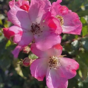 May include: Close-up of vibrant pink rose blossoms with a touch of red at the edges. The petals have a delicate texture, and the centre of the flowers reveals intricate details. The image captures the beauty of nature.