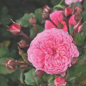 May include: A vibrant image of a pink rose in full bloom, with numerous unopened buds. The rose displays multiple layers of petals, and the buds are a deep red hue. Green leaves form a natural backdrop.