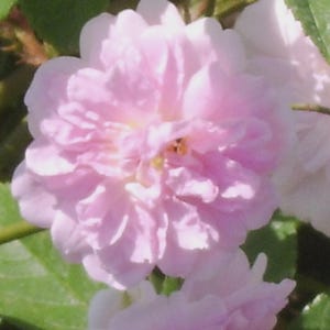May include: A soft pink rose flower with multiple layers of delicate, ruffled petals. The bloom is centred in the frame, surrounded by vibrant green leaves with serrated edges. The flower displays a light pink hue with subtle yellow centres.