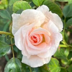 May include: A close-up of a rose in full bloom, featuring delicate pink petals and a deep red centre. The flower is set against a backdrop of green leaves and stems, with visible water droplets. A beautiful floral image.