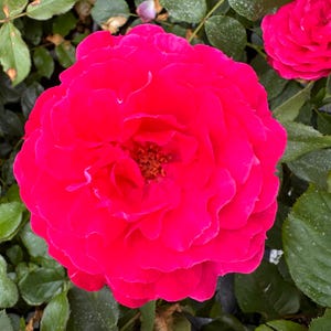 May include: A close-up shot of a bright pink rose in full bloom. The rose has numerous layers of petals and a textured centre. Green leaves surround the flower, providing a natural backdrop. Another rose is visible in the background.