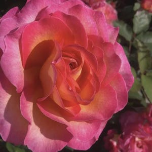 May include: A close-up shot of a rose in full bloom, showcasing layers of pink and yellow petals. The flower's centre spirals inwards, with soft shadows. Other roses and green leaves are visible in the background.