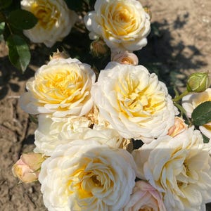 May include: A close-up of a cluster of roses. The flowers have creamy white petals with bright yellow centres. Some buds are closed, while others are fully bloomed. The roses are in various stages of opening, showing their layered petals.