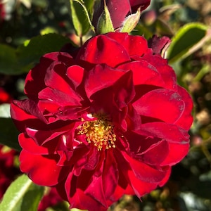 May include: A close-up of a deep red rose in full bloom, displaying multiple layers of soft petals. The centre reveals a cluster of yellow stamens. A dark red rosebud is visible in the background, with green leaves and stems.