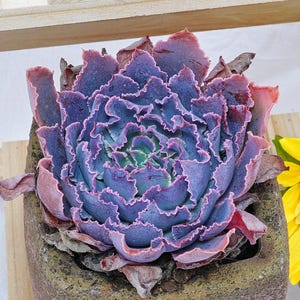 以下が含まれることがあります： ピンクの縁取りがある深い紫と青の葉を持つフリル状の多肉植物。前面に渦巻き模様が彫られた、質感のある茶灰色の四角い石の鉢に植えられており、鮮やかな黄色のヒマワリの隣に置かれています。