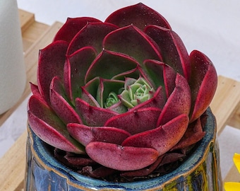 Rare Succulent, Echeveria Lilina, Live Plants