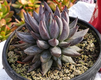 Rare Succulent, Echeveria Unguiculata, Live Plants