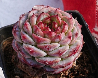 Suculenta rara, Echeveria Red Velvet, Plantas vivas