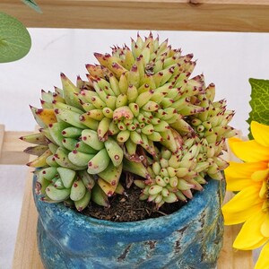 May include: A dense, multi-headed succulent with pale green, pointed leaves tipped in reddish-brown, planted in a textured, deep blue ceramic pot with a rustic, uneven finish. The plant features numerous small, tightly clustered rosettes.