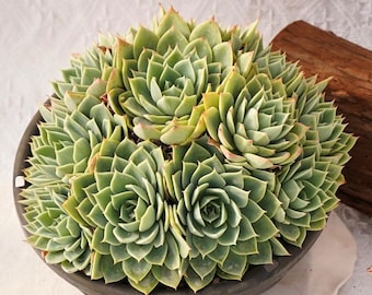 Rare Succulent, Echeveria Pansy, Live Plants
