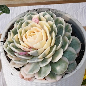 Könnte beinhalten: Eine panaschierte Echeveria-Sukkulente mit blassgelben und salbeigrünen Blättern, die in einer dichten Rosette angeordnet sind, gepflanzt in einem weißen, zylindrischen Keramiktopf mit einem strukturierten Gittermuster.