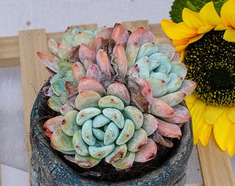 Rare Succulent, Echeveria Cold Fragrance, Live Plants