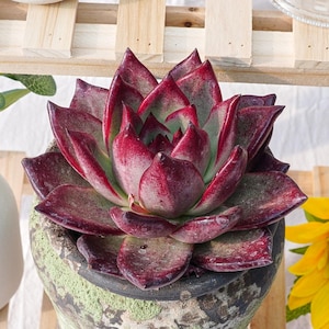 May include: A succulent plant with deep burgundy, pointed leaves arranged in a tight rosette pattern. The plant is potted in a textured, weathered ceramic container featuring mottled green and dark grey tones with a rough, aged surface finish.
