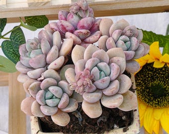 Rare Succulent, Echeveria Egret, Live Plants