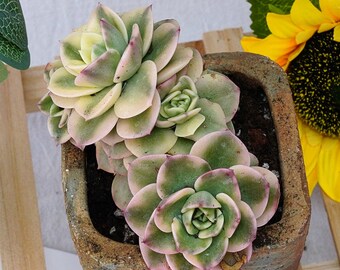 Rare Succulent, Echeveria Wax Peony Variegata, Live Plants