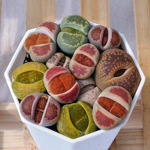 May include: A collection of various Lithops succulents in a white hexagonal pot. The plants feature diverse colors including shades of green, orange, red, and brown with distinct patterns, textures, and a characteristic split-top appearance.