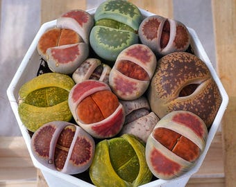 Rare Succulent, Lithops, Live Plants
