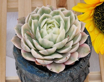 Seltene Sukkulente, Echeveria Ensino Variegata, Lebende Pflanze