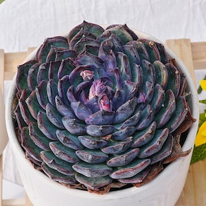 Echeveria Blue Enchantress - Etsy Echeveria Blue Enchantress - Etsy