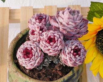 Seltene Sukkulente, Echeveria Blauer Pfau, Lebende Pflanzen