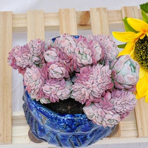 Puede incluir: Un grupo de rosetas suculentas de color rosa polvoriento y verde pálido, plantadas en una maceta de cerámica azul profundo, redonda y con un esmalte brillante texturizado. La planta presenta hojas carnosas densas y superpuestas.