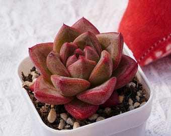 Rare Succulent, Echeveria Hui Zhiyu, Live Plants