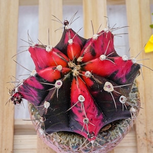 Op de afbeelding: Een Gymnocalycium mihanovichii cactus met levendige magenta en diepzwarte bonte segmenten. De plant heeft scherpe, dunne stekels die uit witte areolen langs het geribbelde, stervormige lichaam steken, geplant in een textuurrijke keramische pot.