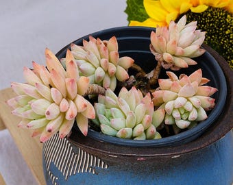 Succulenta rara, Echeveria Tree Ice, piante vive