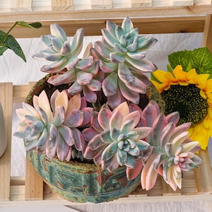 May include: A cluster of variegated succulents with pastel pink, blue, and green leaves planted in a round, textured, dark green ceramic pot. The succulent arrangement is displayed on a light-coloured wooden slatted shelf next to a yellow sunflower.