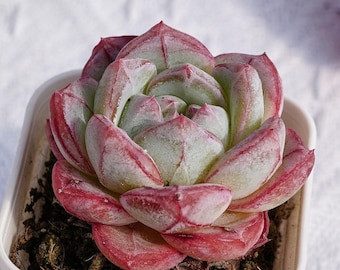 Rare Succulent, Echeveria Longing, Live Plants
