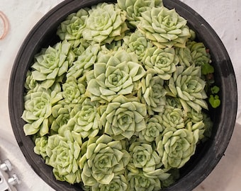 Zeldzame vetplant, Echeveria White Swan, levende planten