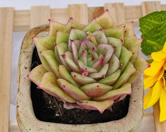 Rare Succulent, Echeveria Rose, Live Plants