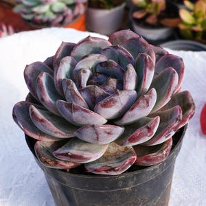 May include: A close-up of a succulent plant in a black plastic pot. The succulent has thick, fleshy leaves in shades of purple, green, and red. The plant is sitting on a white surface.