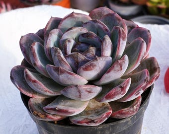 Suculenta rara, Echeveria Dark Opal, Plantas vivas