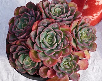 エケベリアの結婚指輪、珍しい多肉植物、最高の贈り物 - Etsy 日本