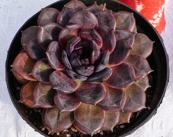 Rare Succulent, Echeveria Dark Chocolateeo, Live Plants