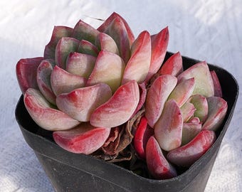 Rare Succulent, Echeveria Strawberry Puff, Live Plants