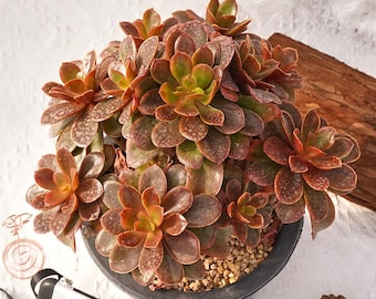 Suculenta rara, Echeveria Candy, plantas vivas