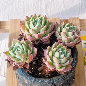 Echeveria Pansy - Etsy